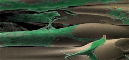 moroni-3d-bioprinted-scaffolds-2