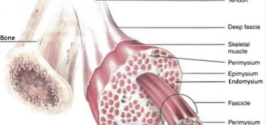 Bio_Muscle Tissue_1