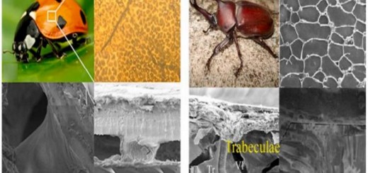 Nature_Bio_article_3