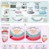 article-dental